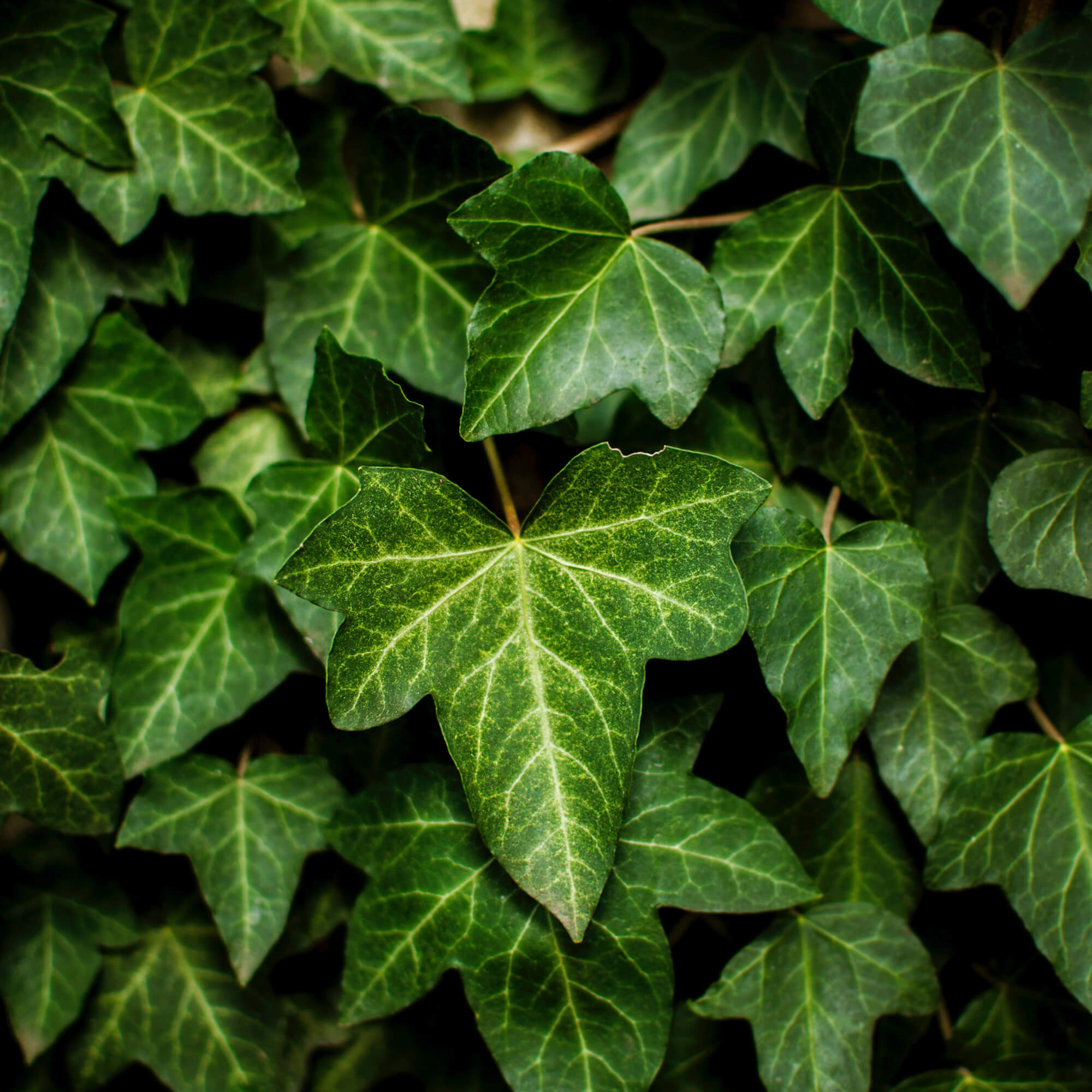 shallow focus of leaves